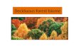 3 deciduous forest biome
