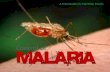 Mndp malaria control