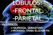 LÓBULOS FRONTAL Y PARIETAL