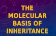 The molecular basis of inheritance class 12