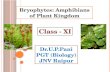 Bryophytes :Amphibians of Plant Kingdom