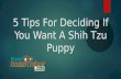 5 Tips For Deciding If You Want A Shih Tzu Puppy