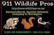Skunk,Squirrel,Raccoon,Rodent,Snake Removal Services – 911 Wildlife Pros