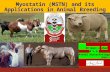 Myostatin (MSTN) and its Applications in Animal Breeding