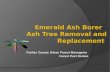 Emerald Ash Borer Ash Tree Removal and Replacement