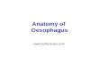 Anatomy of Esophagus - ENT Lectures