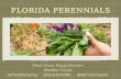 Florida Perennials