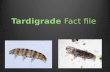 Tardigrade research