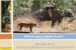 Wild Life Safari in Madhya Pradesh - HolidayKeys.co.uk
