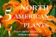 5 North American Plants (That Arent Native to North America)