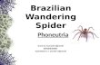 Brazilian wandering spiders.