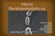 Vibrio parahaemolyticus