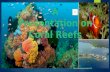 Coral reef presention