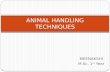 Animal Handling Techniques