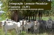 Integração Lavoura-Pecuária-Floresta(ILPF)