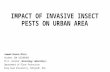 Impact of invasive insects on urban area