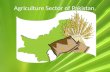 Agriculture  sector of Pakistan