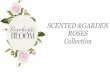 Rosehip & Bloom  Scented and gaarden roses
