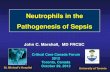 Neutrophils in the Pathogenesis of Sepsis
