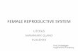 Female reproductive system -II (Uterus,Mammary Gland & Placenta)