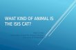 What Kind of Animal is the ISIS Cat?
