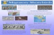 Migratory Birds Poster Table Top