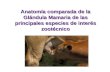 Anatomía Fisiológica de la Glándula Mamaria - ucv.ve