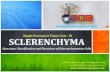 Sclerenchyma- Structure and Classification PPT by Easybiologyclass