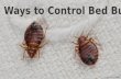 5 Ways to Control Bedbug - Tips by Pest Control Services in Brampton