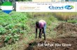 Eat What You Grow - Innovation Plan Sierra Leone