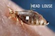 Head Lice (Louse)