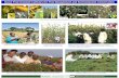 Insect pest-resistant cultivars for pest management and environmental conservation