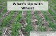 What's up with wheat   eastern ontario crop day - final