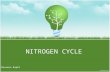 Nitrogen and nitrogen cycle