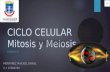 Ciclo Celular, Mitosis y Meiosis Montanez