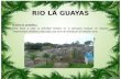 Guayas danna y narcisa