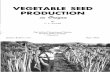 VEGETABLE SEED PRODUCTION