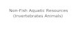Invertrebrates anilmals(Non-Fish Aquatic Organisms)