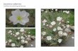 Oenothera californica   web show