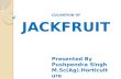 Jackfruit  fruit cultivation