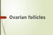 Ovarian follicles