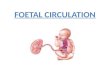 Foetal circulation,persistent pulmonary hypertension of the newborn