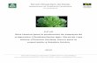 crisantemo (Dendranthema spp.) libres de roya blanca (Puccinia ...