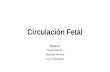 circulación fetal y neonatal