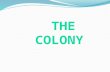 The colony