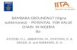 BAMBARA GROUNDNUT (Vigna subterranea)  - POTENTIAL  FOR VALUE CHAIN  IN NIGERIA