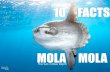 Mola-mola, the Sun in Blue Depth