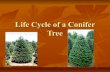 Life cycle of a conifer tree