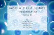 Gene & Tissue Culture: Presentation (Group 4)