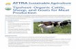 Tipsheet: Organic Cattle, Sheep, and Goats for Meat Production